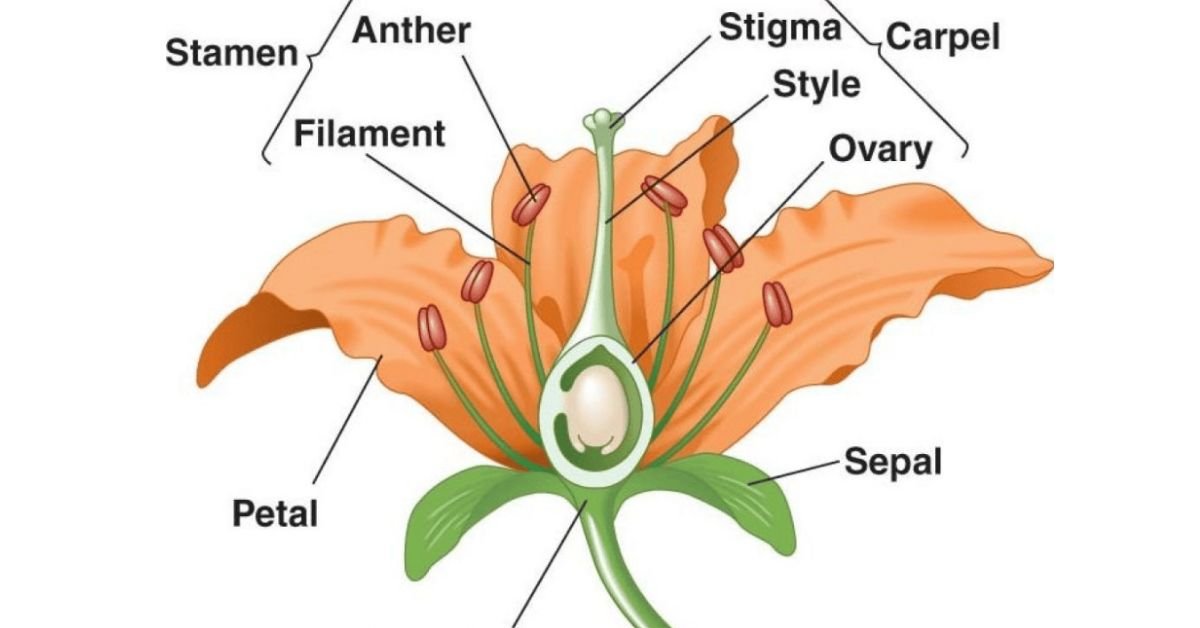 Sexual Reproduction in Flowering Plants