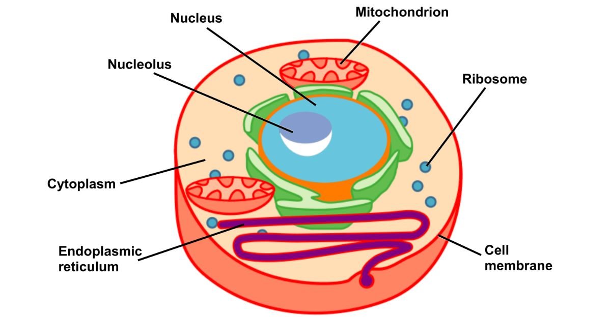 What is Cell Biology? Cell Biology Study Notes - Biology Guru