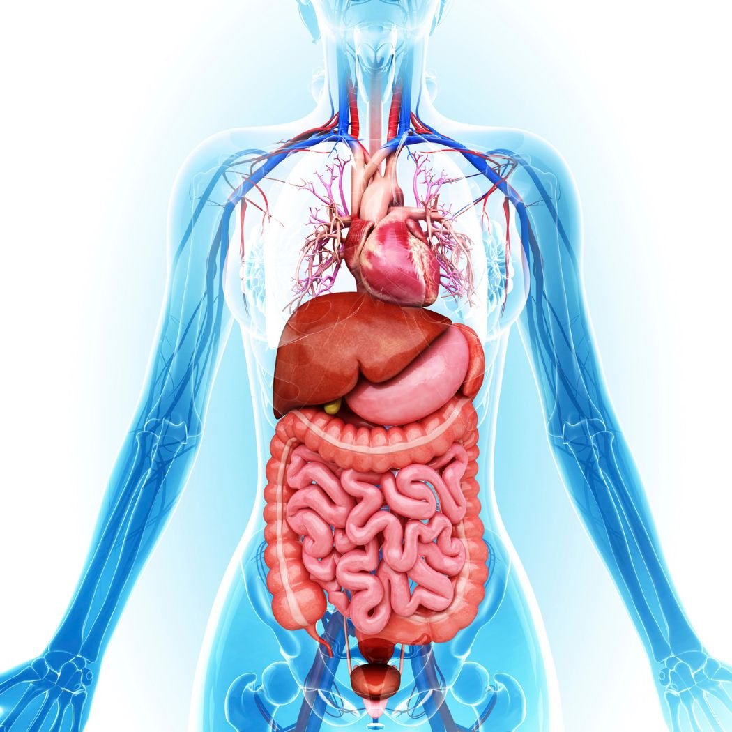 Digestive System Study Notes