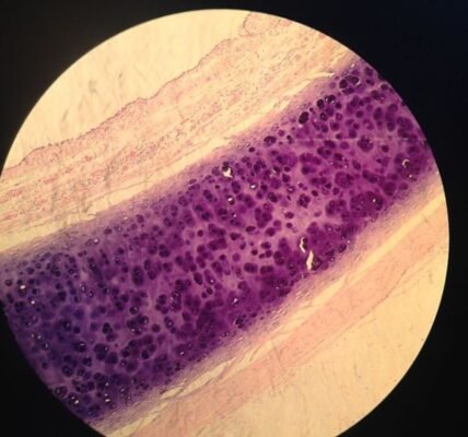 Basophilic and Acidophilic Staining